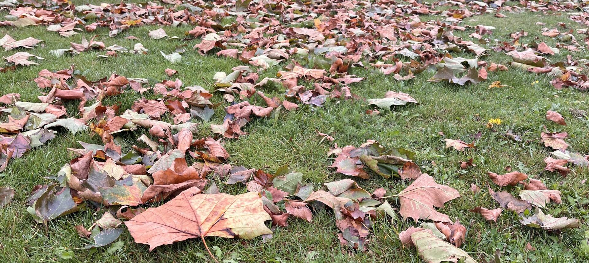 Laat de herfst je inspireren om los te laten en te groeien!